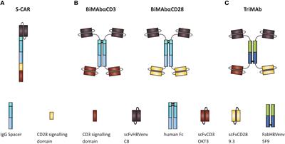 Activation of distinct antiviral T-cell immunity: A comparison of bi- and trispecific T-cell engager antibodies with a chimeric antigen receptor targeting HBV envelope proteins